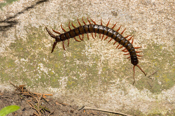 Scolopendra Cingulata, commonly known as the "Giant Centipede," is a fascinating and formidable creature. Equipped with sharp, venomous fangs and dozens of powerful legs.
