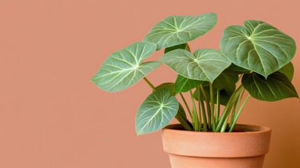 Obraz premium Potted plant against peach background