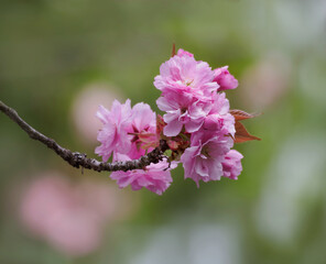 Obraz premium Zarte Blüten der Japanischen Kirsche blühen im Park