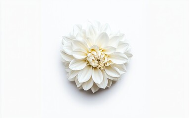 Obraz premium Single white dahlia flower levitates on a solid white background. Clean, minimalist aesthetic