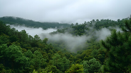 Foggy green hills feature trees shrouded in mist Dense foliage covers the landscape in a scenic view of natures beauty