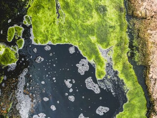 Green algae growing on the surface of dark polluted water, showcasing natural resilience. This symbiotic aquatic life reflects ecological issues and environmental conservation