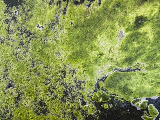 Green algae growing on the surface of dark polluted water, showcasing natural resilience. This symbiotic aquatic life reflects ecological issues and environmental conservation