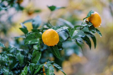 Raindrops flow down orange tangerines among green leaves on a tree