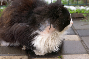Close-up of a cat with alopecia, large area of skin without hair.