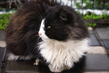 Close-up of a cat injured after a fight with another cat.