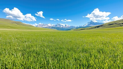 Fototapeta premium Vast green field under a blue sky panoramic nature landscape