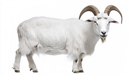 Fototapeta premium Majestic white goat isolated on a white background standing with its horns curved gracefully and its coat shining