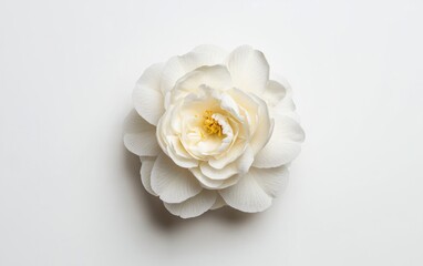 Fototapeta premium White camellia flower with yellow center, speckled petals, levitating on a solid white background. Clean, minimalist aesthetic
