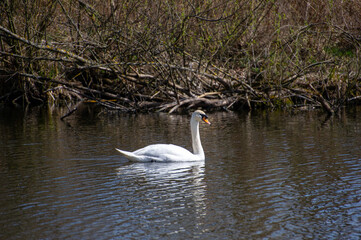 swan on the lake in Ivachiv Horishnii, Ternopil, Ukraine