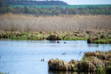 reeds in the lake in Ivachiv Horishnii, Ternopil, Ukraine,