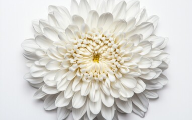 Close-up view of a white chrysanthemum flower against a solid white background. The image is sharply focused, showcasing the flower's delicate petals and central disc. The lighting is soft and even
