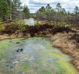 Natural landscape with a swamp ditch. The water surface is covered with green algae. The swamp grass is brown in spring and small pine trees are growing.