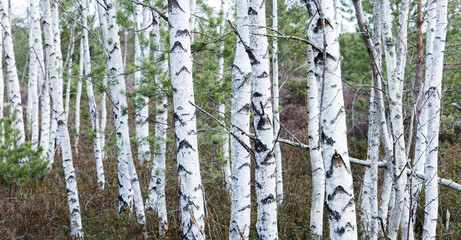 Background with many white birch trunks; selective focus on some trees. The area is swampy.