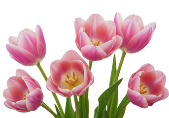 Beautiful pink tulips floral arrangement isolated on transparent background