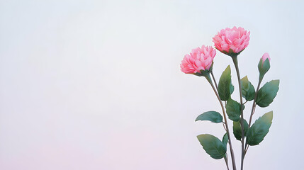 Obraz premium Pink Carnations Bouquet Against White Background