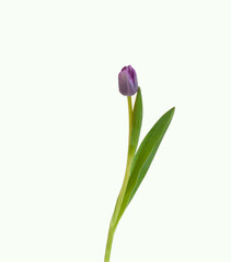 Colorful tulip flowers  isolated on white 