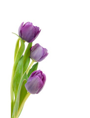 Colorful tulip flowers  isolated on white 