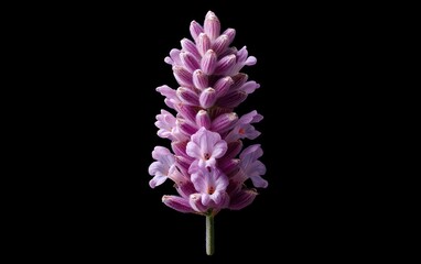 Obraz premium Levitation photography of a single lavender flower against a stark black background. The flower is purple and pink, with intricate details visible. The image has a clean, minimalist aesthetic