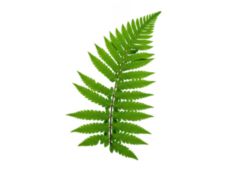 Close up green fern leaf botanical plant on transparent background