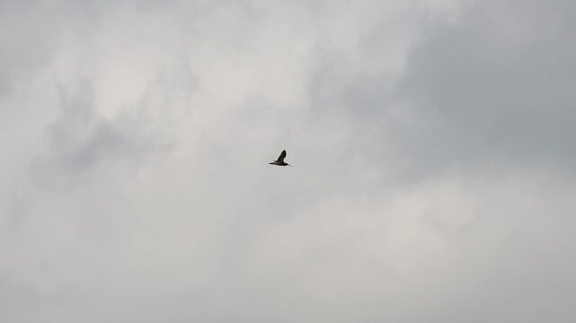 a curlew (Numenius) flying over a grass meadow
