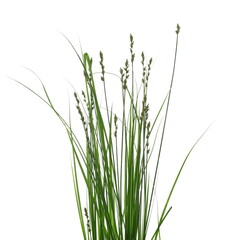 Fresh green grass with seeds isolated on white background and texture, clipping path	