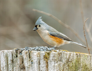Tufted Titmouse Eating Birdseed on Winter Stump