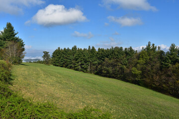 Rolling Hill with a Thick Copse of Evergreen Trees