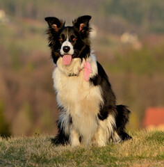 Czarno biały pies rasy Border Collie
