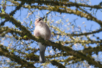 Eurasian Jay (Garrulus glandarius) perched on a tree branch in Zurich, Switzerland