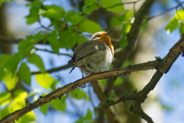 European robin (Erithacus rubecula) sitting on a tree branch in Zurich, Switzerland