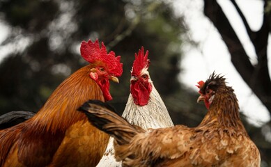 Closeup headshot portrait of a flock of wet chicken hens farm animals with white and orange brown feathers and red comb on top of the head