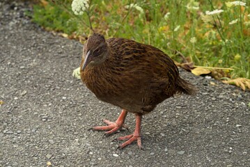 Full body image of a Weka bird Maori hen woodhen rail Gallirallus australis flightless bird endemic to New Zealand with long beak