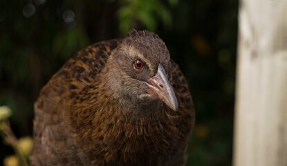 Closeup detailed headshot portrait of a Weka bird Maori hen woodhen rail Gallirallus australis flightless bird endemic to New Zealand with long beak