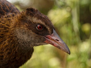 Closeup detailed headshot portrait of a Weka bird Maori hen woodhen rail Gallirallus australis...