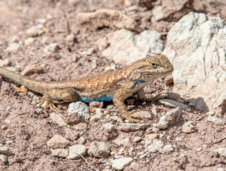 Fence Lizard on Rocky Soil