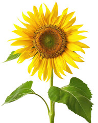Fototapeta premium Golden Sunflower in Full Bloom on Transparent Background – Detailed Close-Up