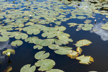 Leaves of aquatic plants floating freely in a lake on a sunny day.