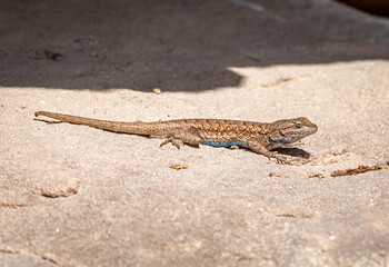 Fence Lizard Basking on a Rock