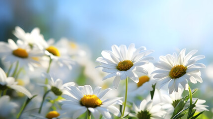 A scenic view of wild daisies blooming in a vast field, their petals dancing in the gentle summer breeze with a backdrop of clear blue skies.