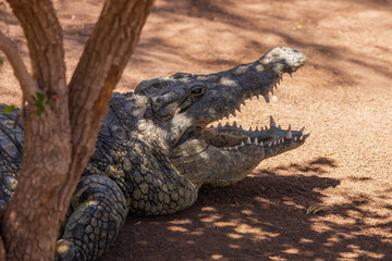 Fototapeta premium Crocodile in the zoo park on the island of Gran Canaria Spain
