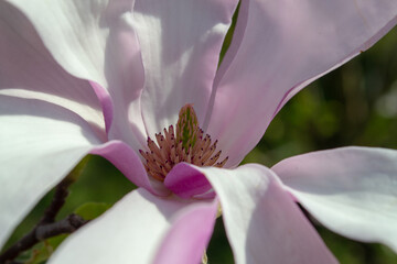 Close-Up of Delicate Pink Magnolia Blossom in Bloom selective focus