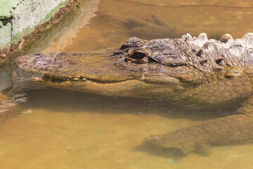 Crocodile in the zoo park on the island of Gran Canaria Spain