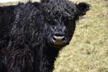 Looking Directly Into the Face of a Black Galloway Cow