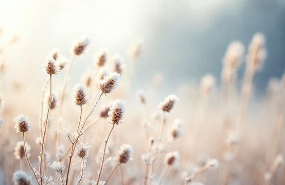 Winter landscape with dried flower stems covered in frost. Natural winter scene captures delicate beauty, serenity, tranquility. Snowflakes on plant macro shot. Peaceful winter nature background.
