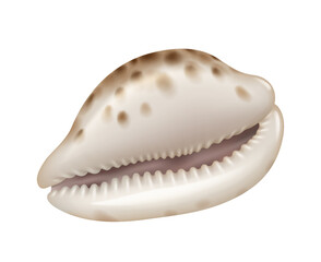 Cowrie shell illustration in soft white and brown tones displaying natural beauty used in decoration and jewelry with white background. Detailed texture and elegant curves highlighted.