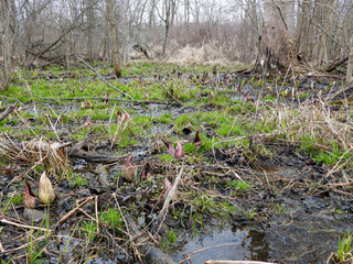 Symplocarpus foetidus - Skunk Cabbage - Native North American Wetland Plant