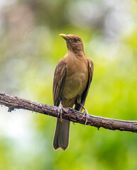 Clay-colored Thrush