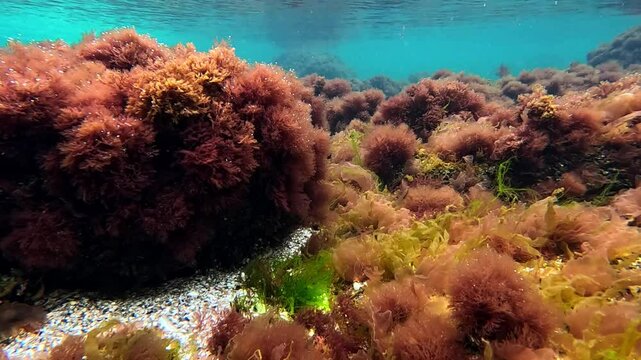 a large underwater rock overgrown with algae Ulva Lactuca and Ceramium Rubrum in