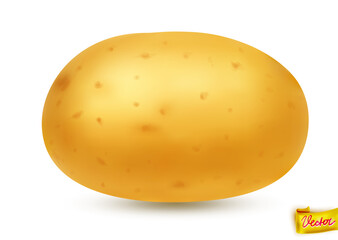 High-quality vector illustration of a fresh yellow potato with natural texture and soft shadow. Isolated on white background. Ideal for food packaging, farming, cooking, and healthy eating concepts